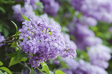 Spring lilac flowers