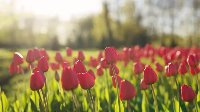 red tulips in sunset light, prores footage