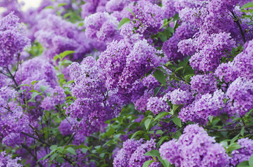 Obraz premium Spring lilac flowers