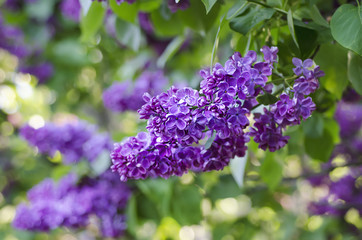 Spring lilac flowers