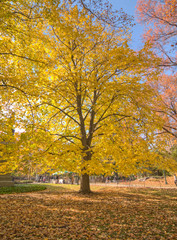 Naklejka premium Central Park, New York