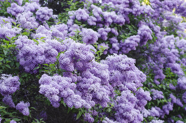 Spring lilac flowers