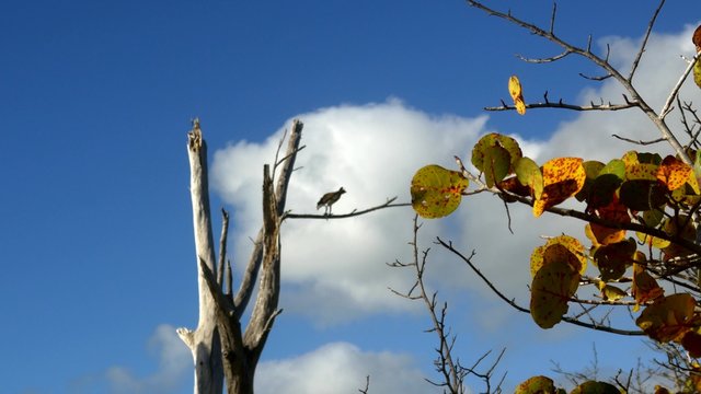 Osprey eats fish in tree WIDE, 4K
