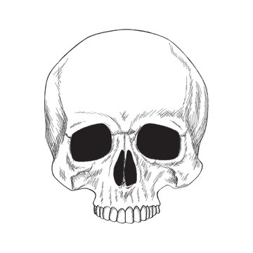 Sketch of a human skull