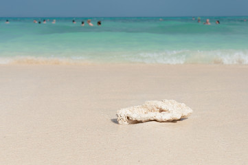 Fototapeta na wymiar Small piece of coral on the beach, Phi Phi, Thailand