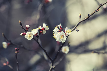 Apricot tree flower