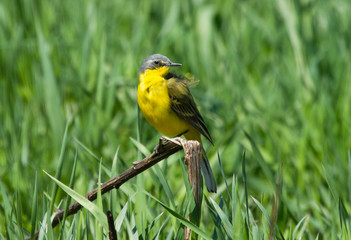 Yellow Wagtail sitting on the pod