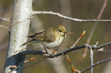 Willow warbler with dry grass