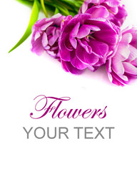 Peony Tulips Flowers, Peony Flowered Tulips. Space for text.