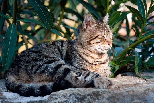 Tabby Cat taking a nap on a rock, relaxing