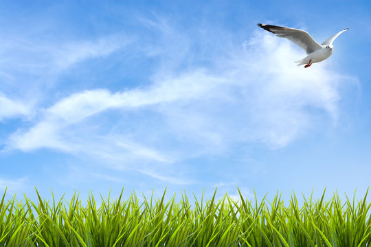 field of grass under sky and flying bird