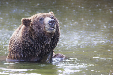 bathing brown bear