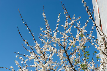 The blossoming cherry branches against the sky