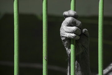 Fototapeta premium chimp in l prison