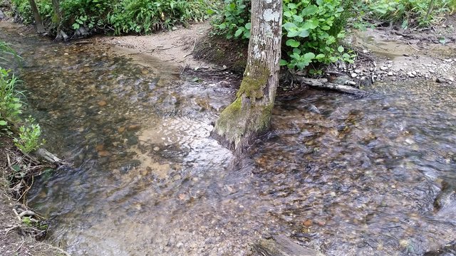 Joli petit ruisseau dans une for&ecirc;t
