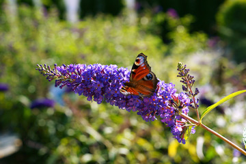 Buddleja davidii Empire Blue - Butterfly bush