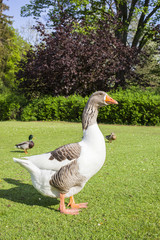 wild grey  goose on a meadow