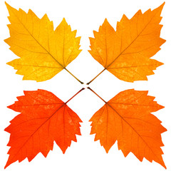 carré de feuilles sèches sur fond blanc 