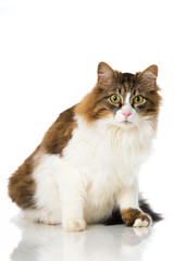 Obraz premium Langhaarkatze