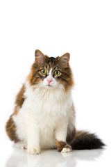 Obraz premium Langhaarkatze