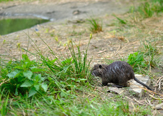 Baby coypu on the land