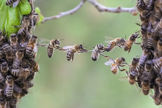 Teamwork of bees to bridge gap of swarm parts.