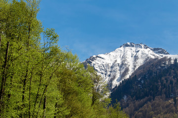 Beautiful Mountain with Green Trees on Spring