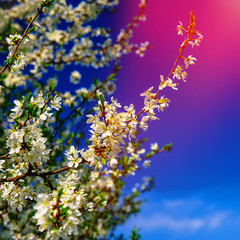 blooming wild pear trees