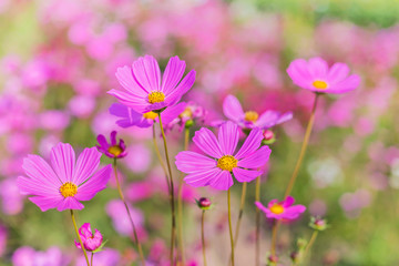 pink cosmos flowers blooming  on field  