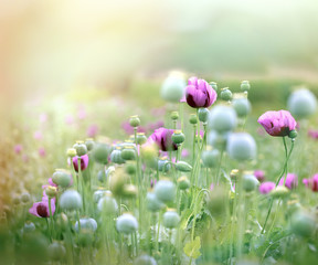 Poppy flowers - poppy fields