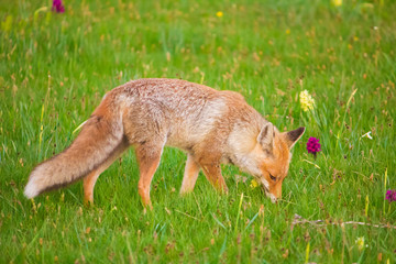 Ritratto di una volpe rossa tra le orchidee selvatiche