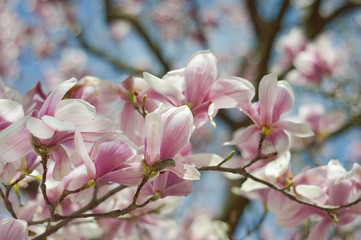 Graceful branches blooming magnolia flowers