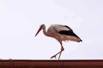 White stork