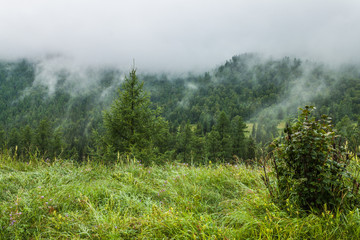 Fototapeta premium fog
