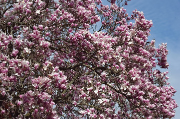 Blooming magnolia tree detail, vintage background
