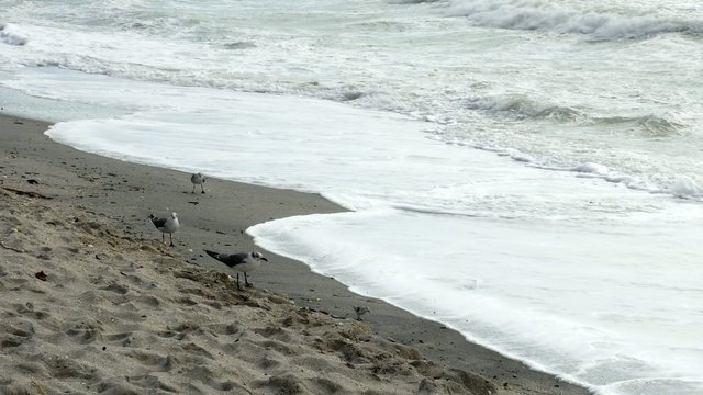 Seagulls and sandpipers dodge waves at beach, 4K
