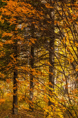 Obraz premium fire autumn