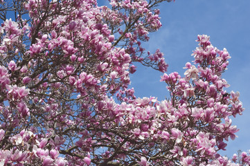Magnolia flowers, laden branches before the spring sky