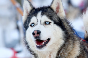 Siberian Husky