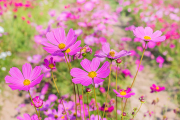 Fototapeta premium pink cosmos flowers blooming on field