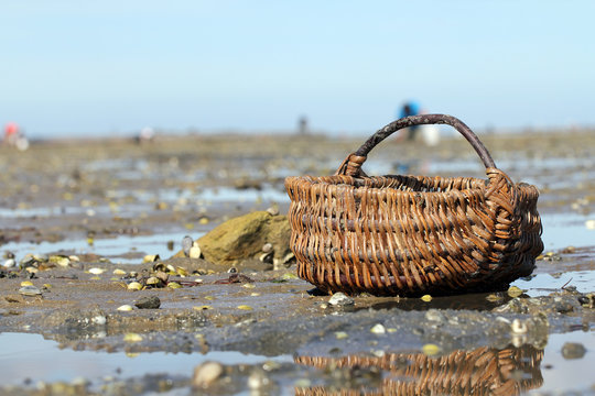 Panier sur le Gois