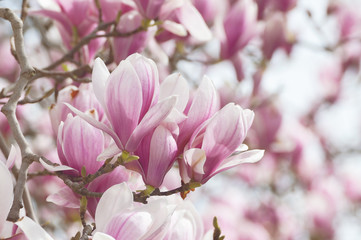 Fototapeta na wymiar Large pink magnolia flowers, close up