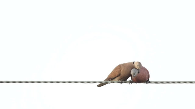 two doves cleaning feathers on electric cable