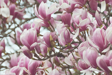 Obraz premium Magnolia tree, huge pink flower close detail