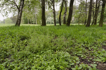 overgrown meadow and part of the forest