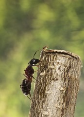 Formica controluce su ramo