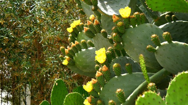 Flower of the prickly pear (4K)