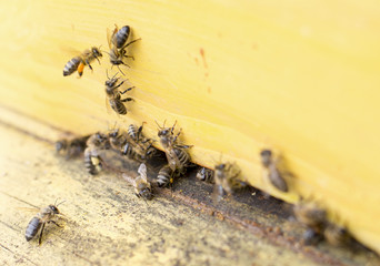 Fototapeta premium Honey bees