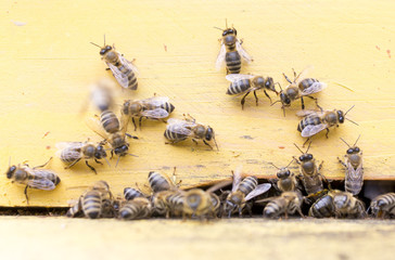 Honey bees in yellow beehive