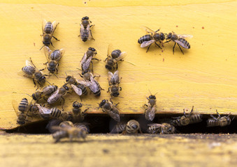 Obraz premium Honey bees beehive